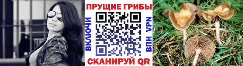Псилоцибиновые грибы GOLDEN TEACHER  Бобров 