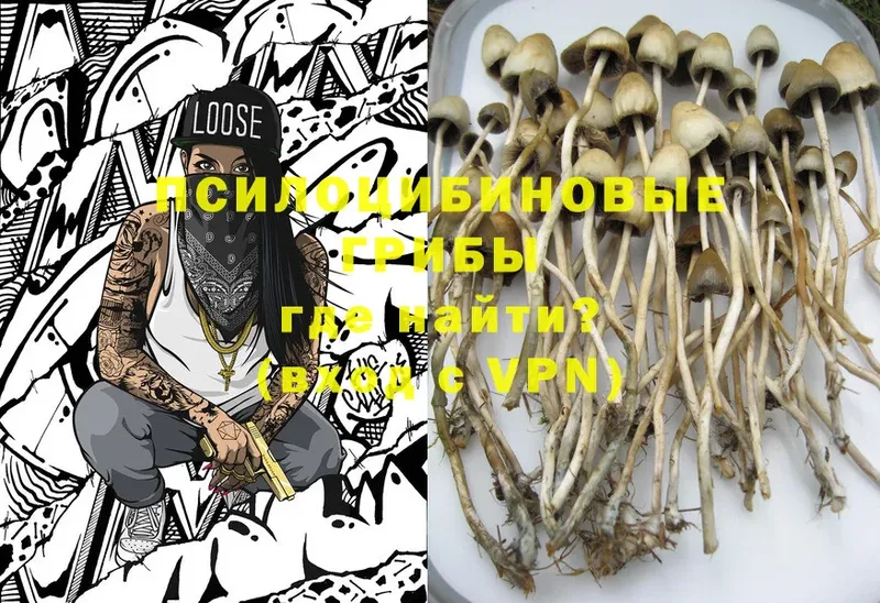 блэк спрут зеркало  Бобров  Галлюциногенные грибы Cubensis 